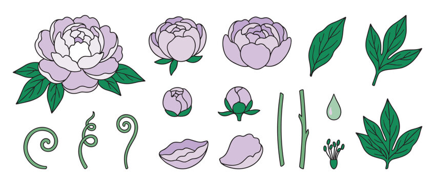 Set of hand-drawn purple peony flower elements, including blossoms, buds, green leaves, and petals, presented in a simple doodle style for a botanical constructor kit