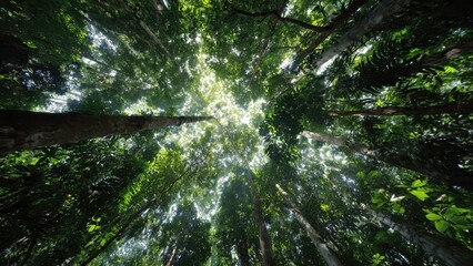 Fototapeta premium Lush Green Forest Canopy