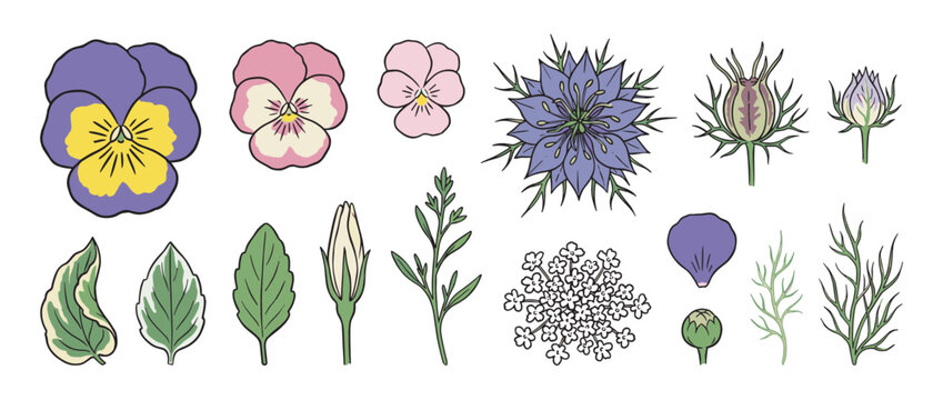 Hand-drawn botanical set of colorful flower illustrations including pansy and love-in-a-mist with various leaves, petals, and buds, created in a simple line art graphic style