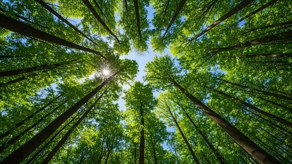 Looking upwards through vibrant green tree canopy with sunlight piercing through the leaves