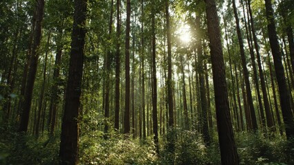 Fototapeta premium Sunlit Forest