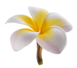 Frangipani flower