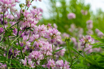 Fototapeta premium Pink flowers bloom in a garden during springtime under clear skies and gentle sunlight