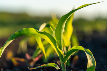 Green corn plants growing in sunlight on a farm field during early morning in summer season