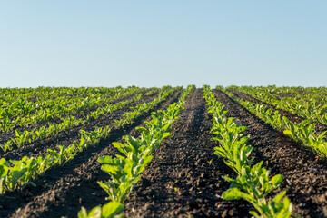 Rows of young plants grow in a field at sunrise during the early morning hours in a rural area © Роман Булатов