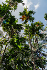 Fototapeta premium Mangalore Landscapes | Mangalore Tourism | Mangalore Houses - India Rural Life 