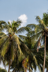 Fototapeta premium Mangalore Landscapes | Mangalore Tourism | Mangalore Houses - India Rural Life 
