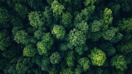 Beautiful forest and trees.