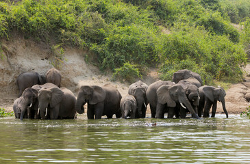 A group of elephant families go to the water's edge for a drink - African elephants standing near lake in Uganda © xamnex
