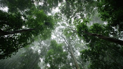 Fototapeta premium Rainforest Canopy View Looking Up