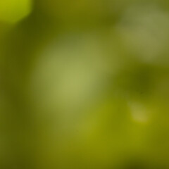 Abstract soft focus lime green bokeh background with smooth natural light gradients