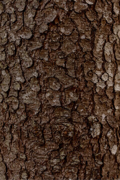 Macro detail of the bark texture of a Norway Spruce tree. Natural background for design.