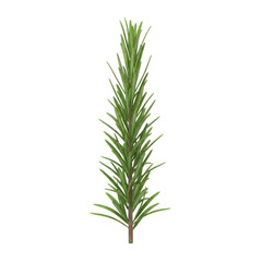 Fototapeta premium Fresh Rosemary Sprig