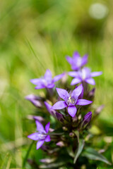 Purple flowers of german gentian (Gentianella germanica) grow tall among green grass in Gemeinde Bohinj, Slovenia showing nature's beauty during summer days.