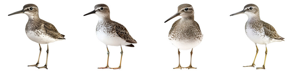 Obraz premium Four shorebirds stand in a row, each exhibiting unique poses. Detailed plumage and features highlight the characteristics of this bird species.