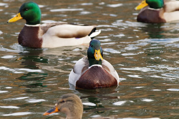 Group of wild mallard ducks floating on a pond. Male ducks with green heads and females with brown plumage swim together in rippling water. A natural wildlife scene.