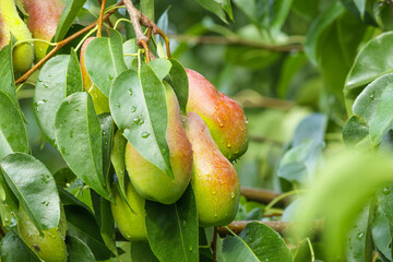 Ripe pears hanging on a tree branch covered with green leaves and fresh water drops. Natural fruit growing in orchard, symbol of harvest, freshness, and organic farming.