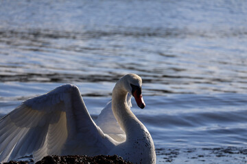 Close-up of mute swan (Cygnus olor) with curved neck, Sarafovo, Burgas, Bulgaria