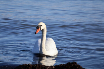 Obraz premium Close-up of mute swan (Cygnus olor) with curved neck, Sarafovo, Burgas, Bulgaria