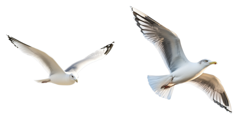 Two seagulls are in mid-flight, their wings spread against a bright sky. The birds are captured in motion, soaring effortlessly. 