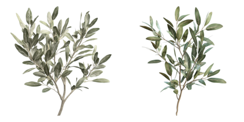 Olive branches in front of a white background. This image is a beautiful, minimalist display of the timeless olive branches. 