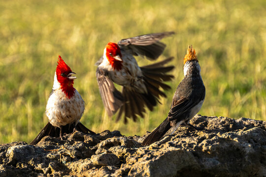 Red-crested Cardinals (Paroaria coronata) on Kauai, HI