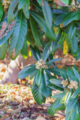 Obraz premium 枇杷の花