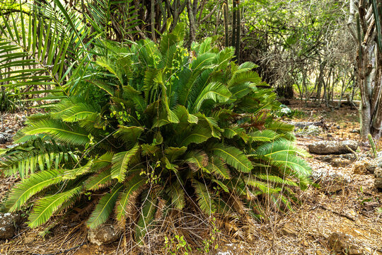 Chestnut Dioon (Dioon edule) Cycad Plant