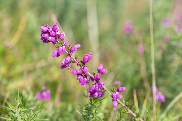 Naklejka premium Close up of bell heather (erica cinerea) flowers in bloom