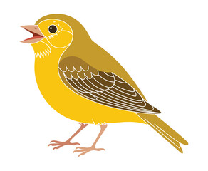Fototapeta premium A vibrant yellow bird with brown wings and a distinctive beak stands on a plain white background, singing a sweet melody.