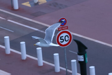 mouette volant sur la promenade des anglais par dessus la route