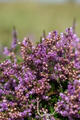 Fototapeta premium Close up of common heather (calluna vulgaris) in bloom