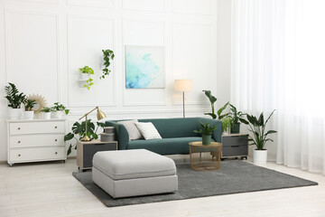 Different potted houseplants, sofa and other furniture in living room