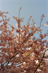 Branches of a flowering tree with small pink blossoms filling most of the frame. Blue sky in the background. Part of a light-colored building visible behind the branches.