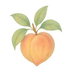 PNG Hand-drawn peach with leaves