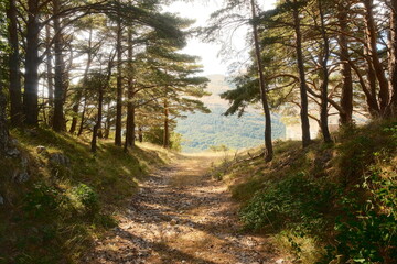 Fototapeta premium Sunlit pine forest path leading to distant hills and valley