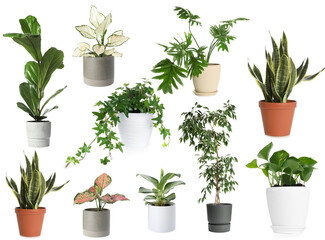 Obraz premium Green house plants in pots isolated on white, set