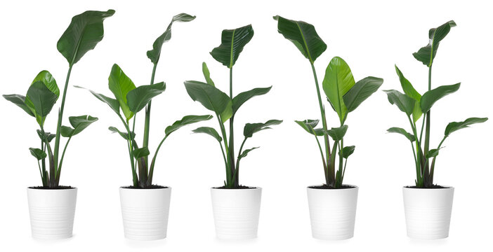 Green strelitzia in pot isolated on white. Collage with house plant