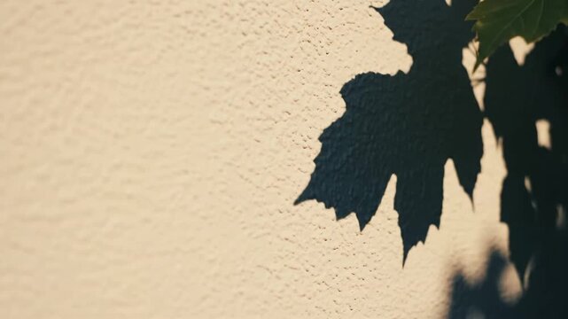 Textured Wall with Dramatic Leaf Shadow During Golden Hour Sunlight Casting Deep Shadows and Subtle Highlights
