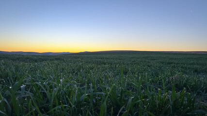 Winter Wheat Dawn: Dew-Kissed Field at Sunrise in Eastern Oregon