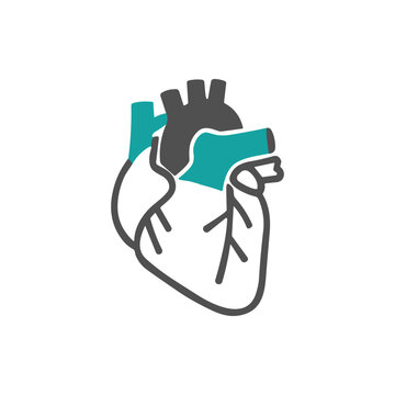 Anatomical Heart Illustration with Teal Accent.