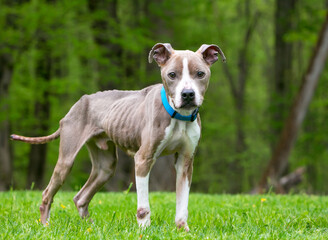 An emaciated Pit Bull Terrier mixed breed dog