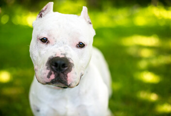 A white Staffordshire Terrier mixed breed dog with cropped ears