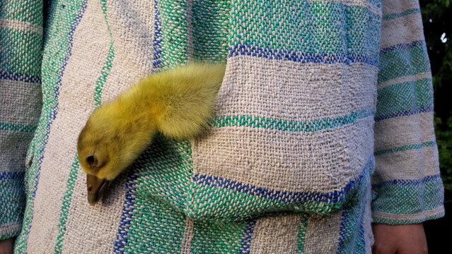 Adorable petit caneton jaune sortant de la poche d'un v&ecirc;tement en coton