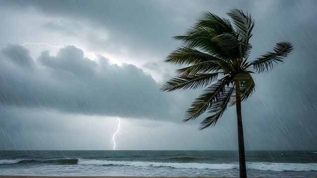 palm tree at storm