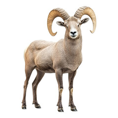 A majestic bighorn sheep stands in a confident pose, showcasing impressive curved horns. The ram exudes strength and embodies the spirit of the wilderness. 
