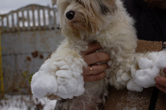 Person is holding a small fluffy white dog with numerous snowballs stuck to its long fur, removing them after playing outside in the cold winter weather.