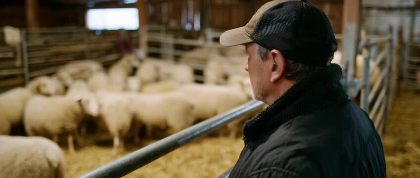 A farmer watches over sheep in a rustic barn, highlighting livestock care.