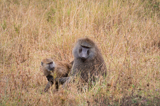 adult olive baboon or papio anubis sitting with offspring in serengeti savanna 