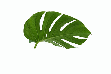 Large Green Monstera Deliciosa Leaf Isolated on White Background